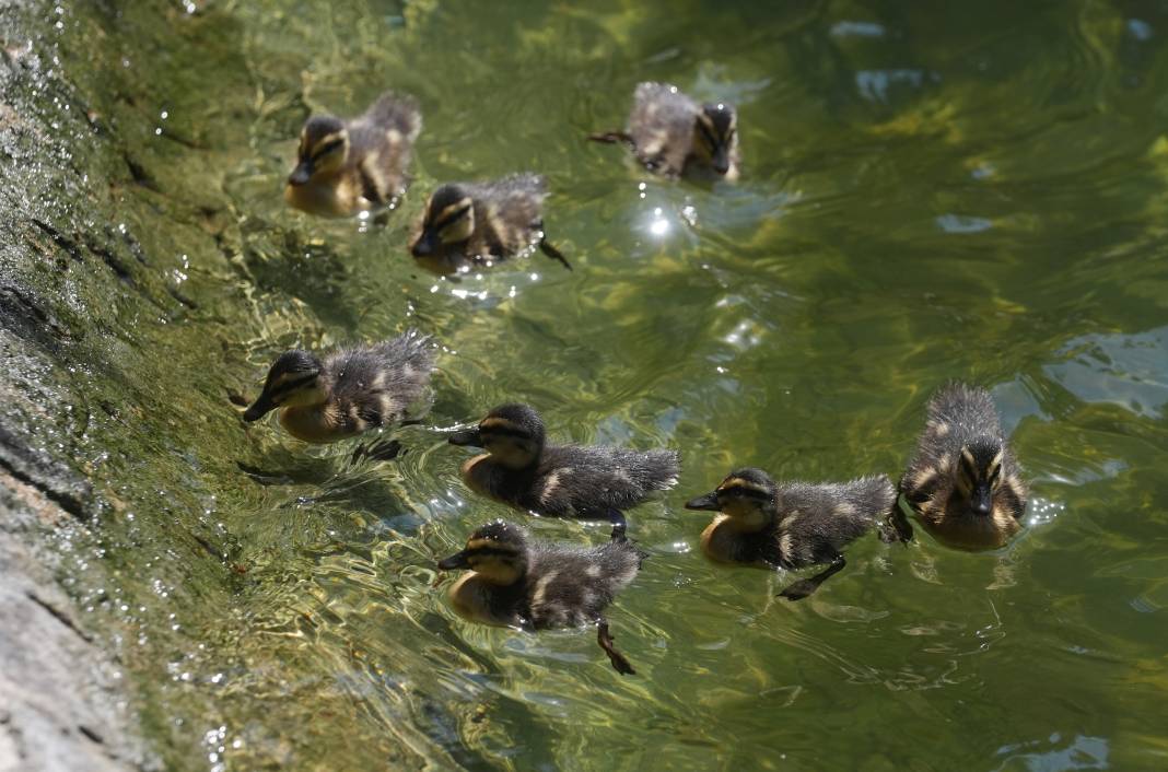 Kuğulu Park'ın sevimli ördek yavruları suya dalış yaptı 14